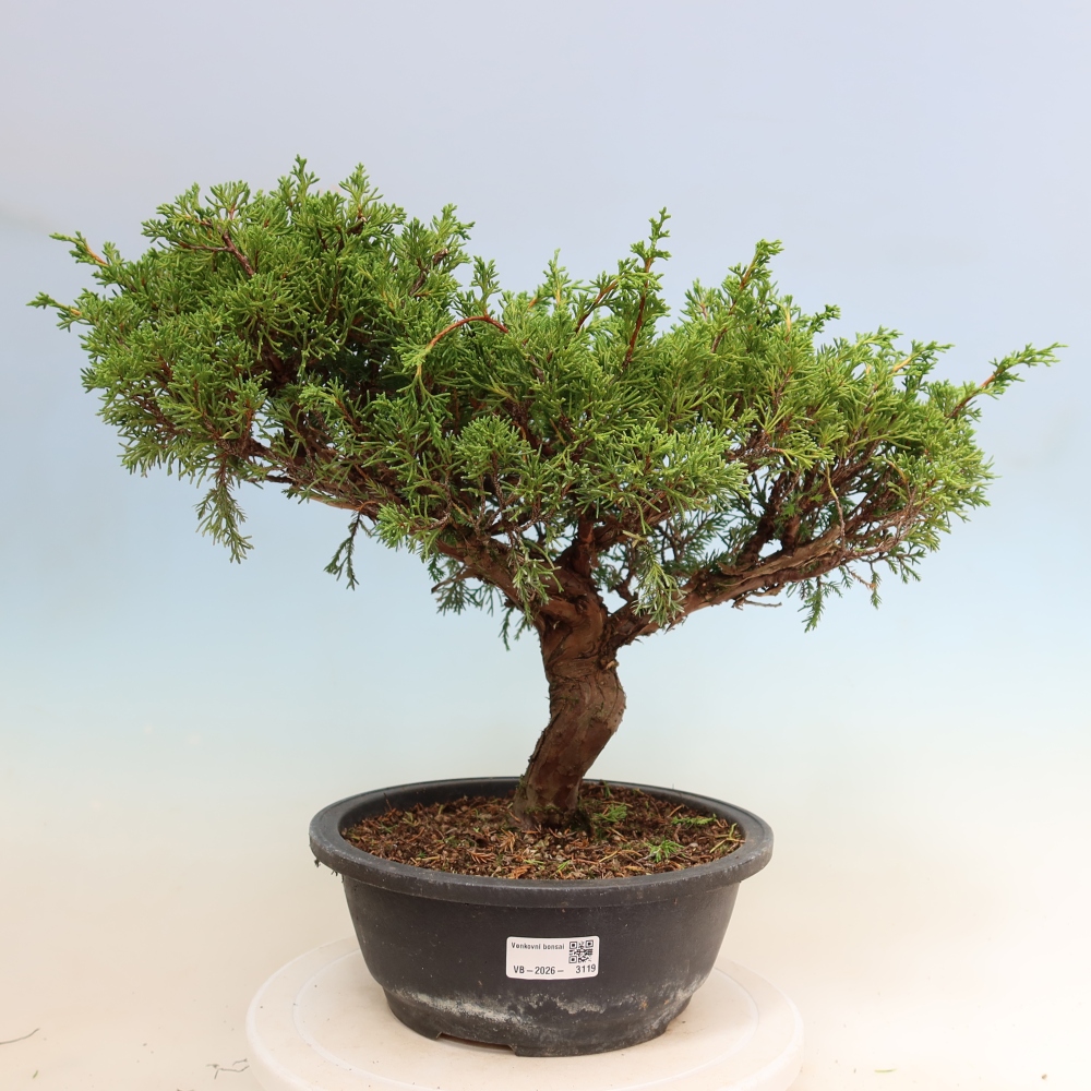 Bonsai da esterno - Juniperus chinensis Itoigawa-Juniperus chinensis