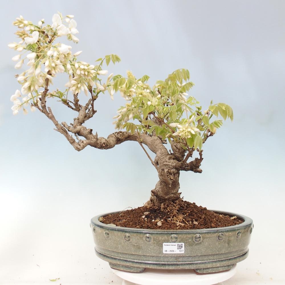 Bonsai da esterno - Vistaria - Glicine