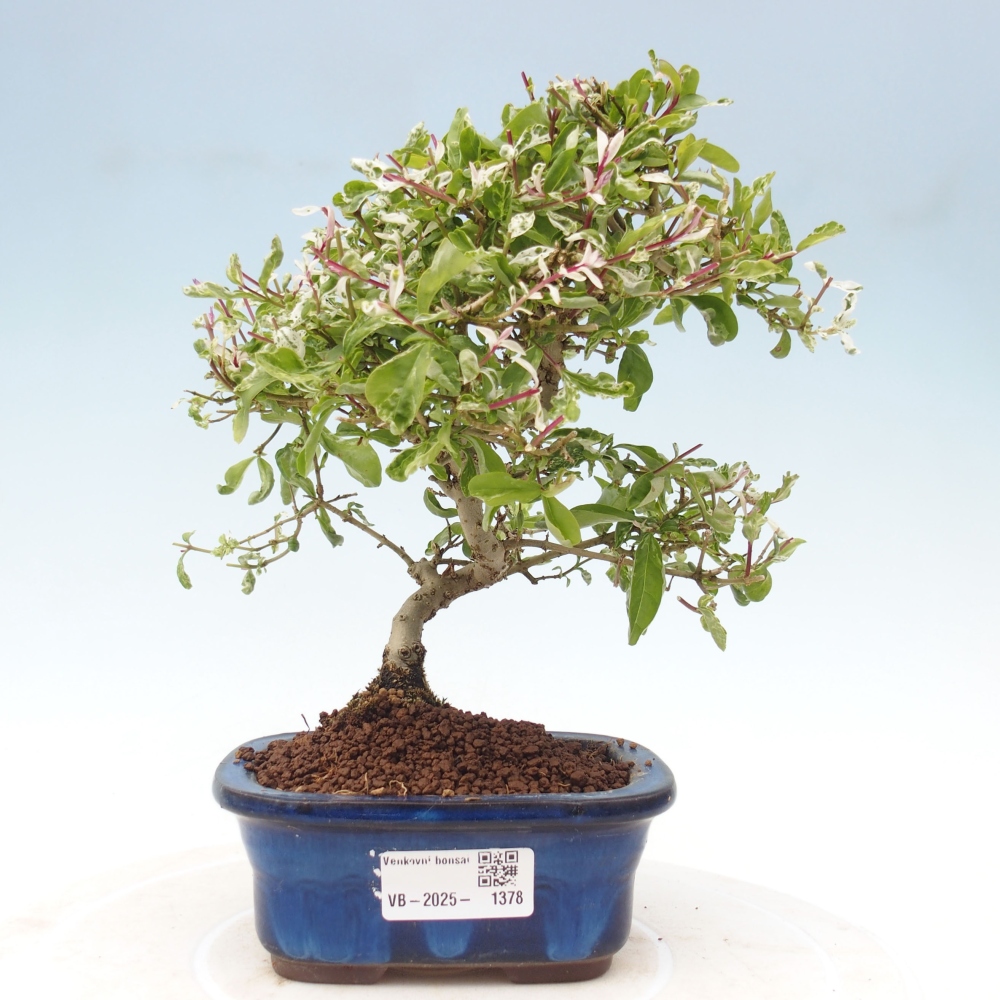 Bonsai da esterno - Ligustrum obtusifolium