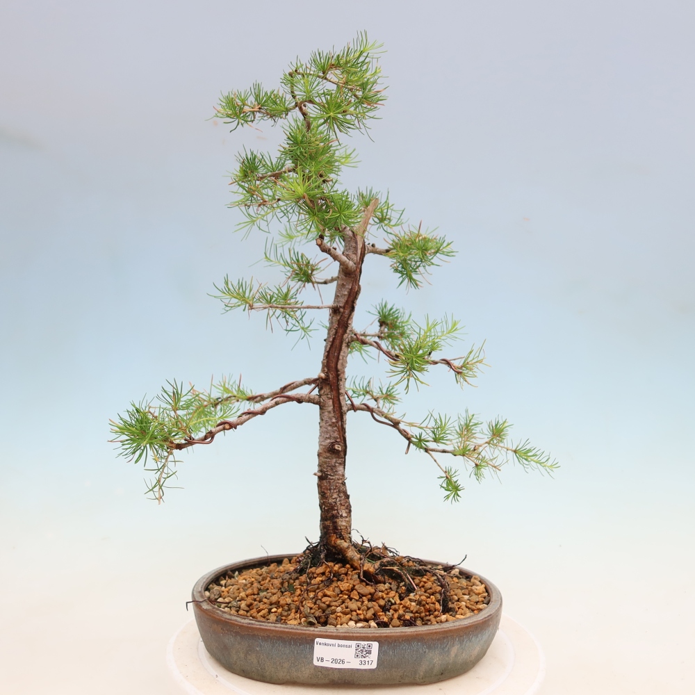 Bonsai da esterno -Larix decidua - Larice