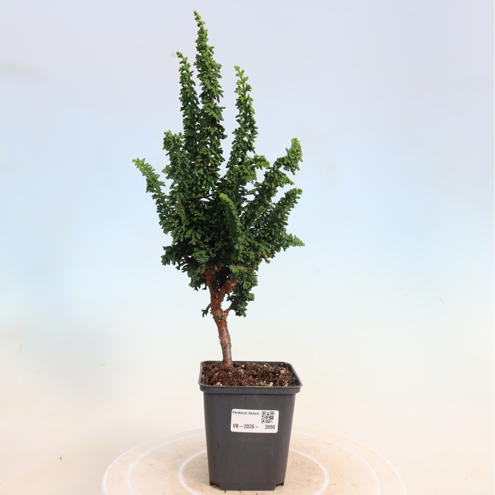 Bonsai da esterno - Cham. obtusa SEKKA HINOKI - Cipresso