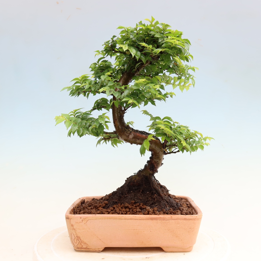 Bonsai da esterno - Ulmus Jacqueline Hillier - Olmo magnifico