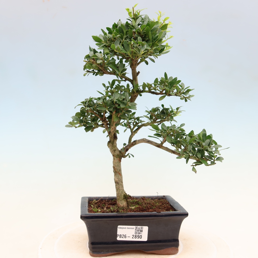 Camera bonsai - Ilex crenata - Agrifoglio
