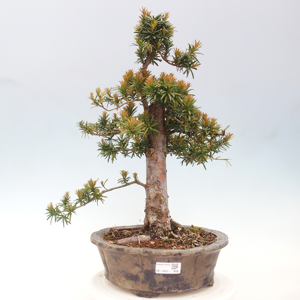 Bonsai da esterno - Taxus cuspidata - Tasso giapponese