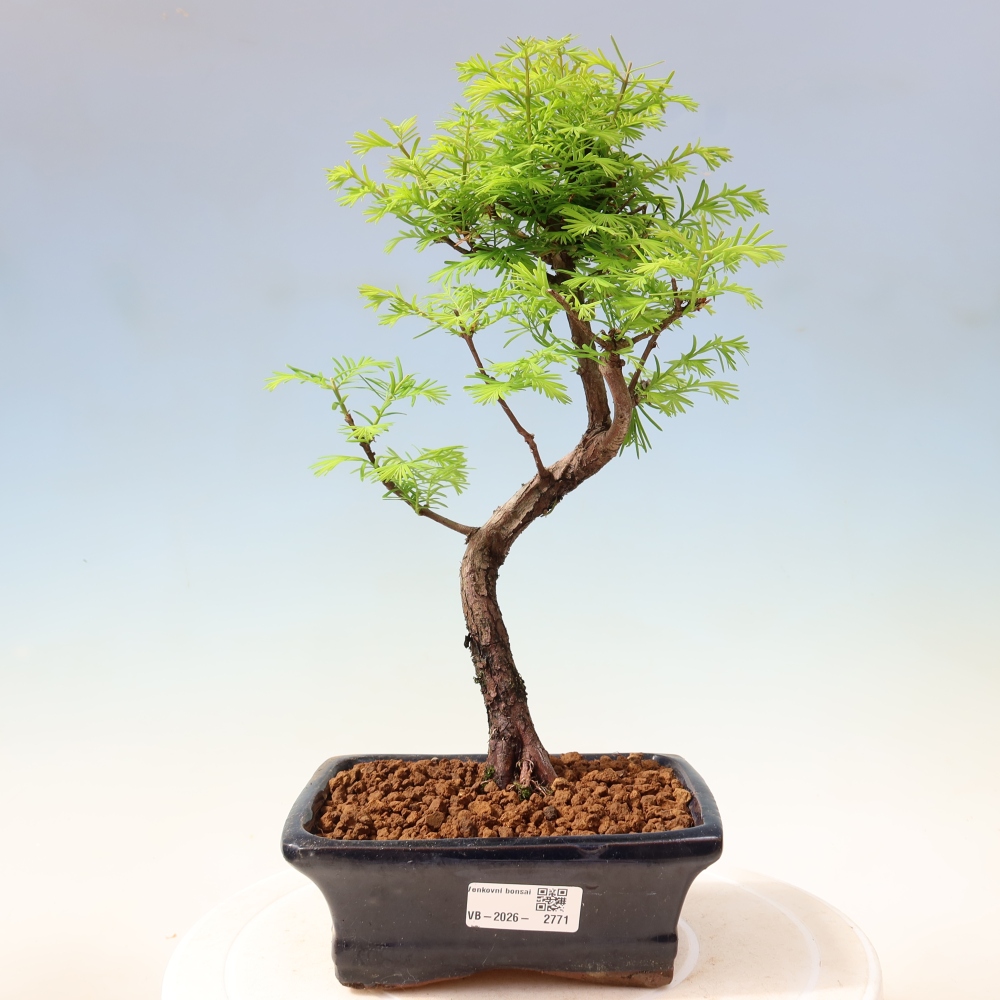 Bonsai da esterno - Metasequoia glyptostroboides - Metasequoia cinese