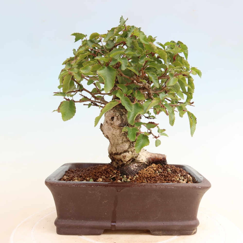 Bonsai da esterno -Carpinus CARPINOIDES - Carpino coreano