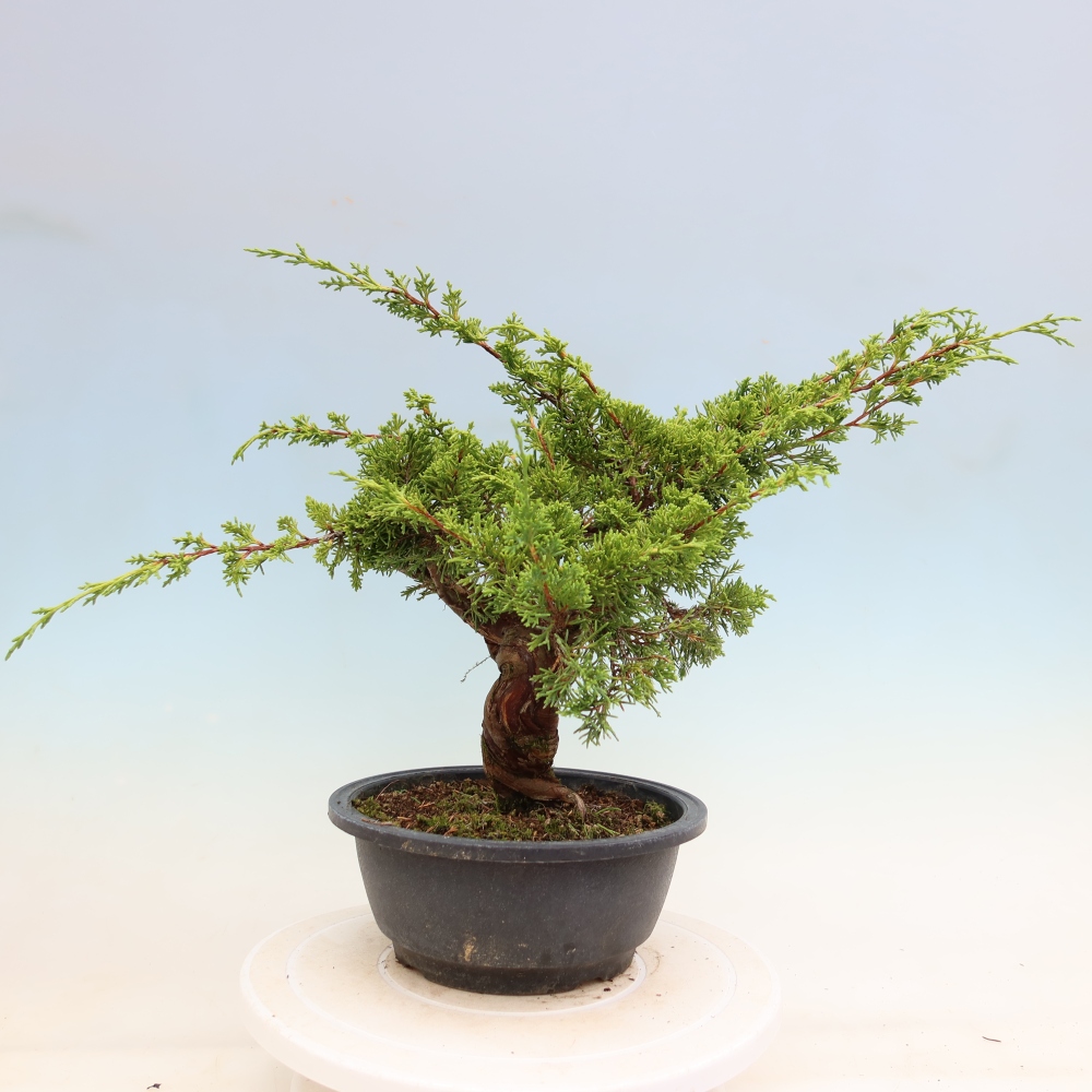 Bonsai da esterno - Juniperus chinensis Itoigawa-Juniperus chinensis