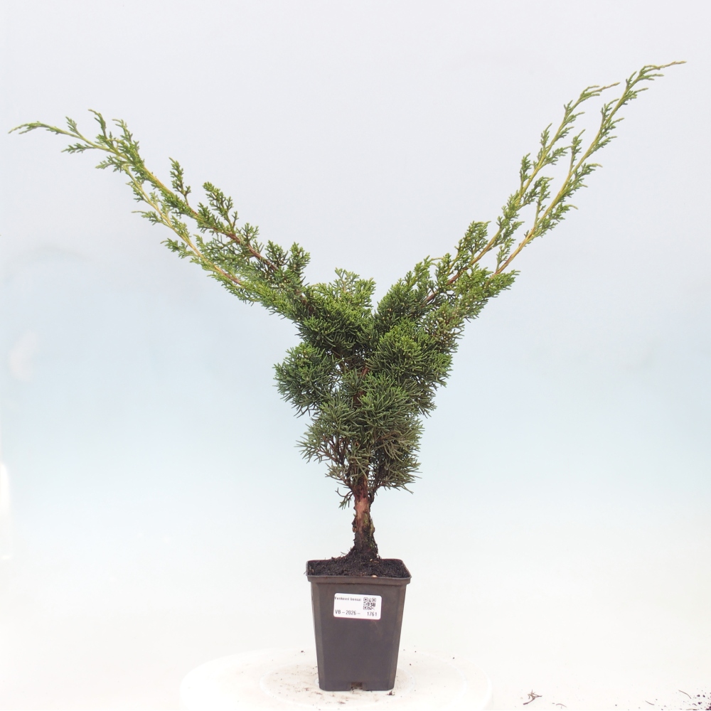 Bonsai da esterno - Juniperus chinensis Kishu