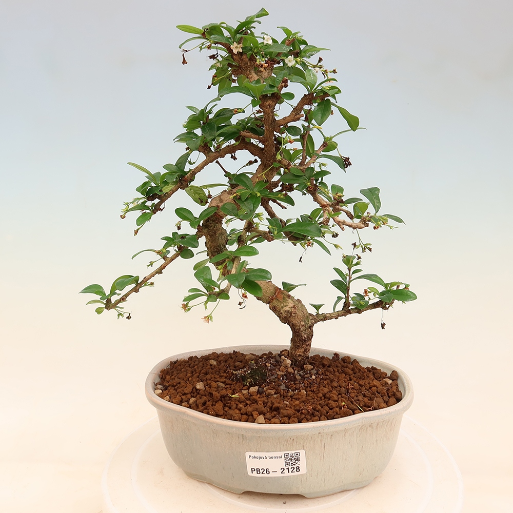 Camera bonsai - Carmona macrophylla - Tea fuki