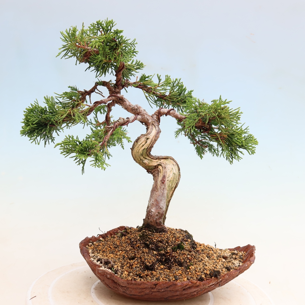 Bonsai da esterno - Juniperus chinensis Itoigawa-Juniperus chinensis