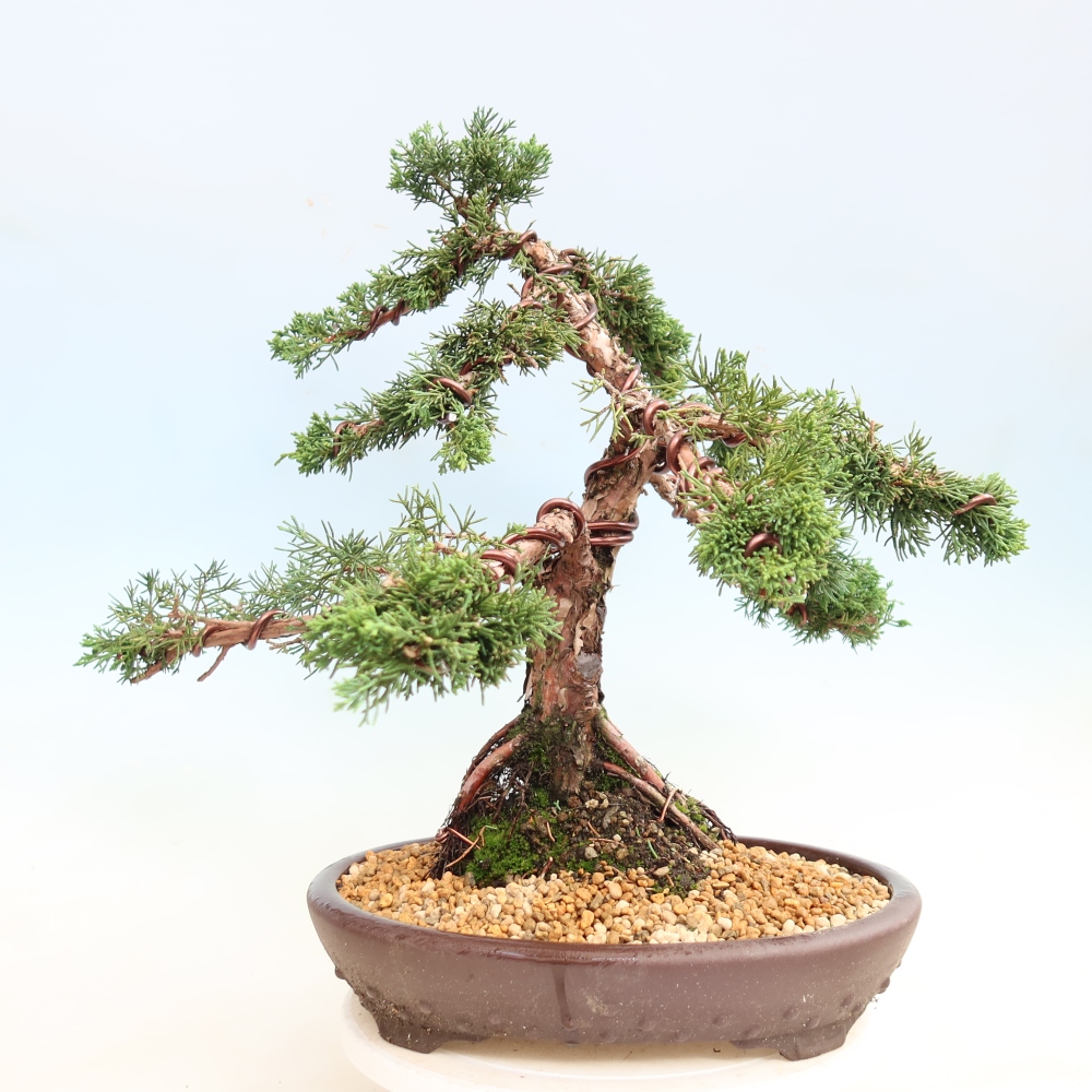Bonsai da esterno - Juniperus chinensis Kishu