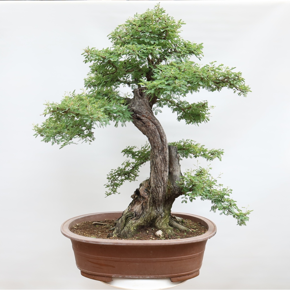 Camera bonsai - Acacias Arabica