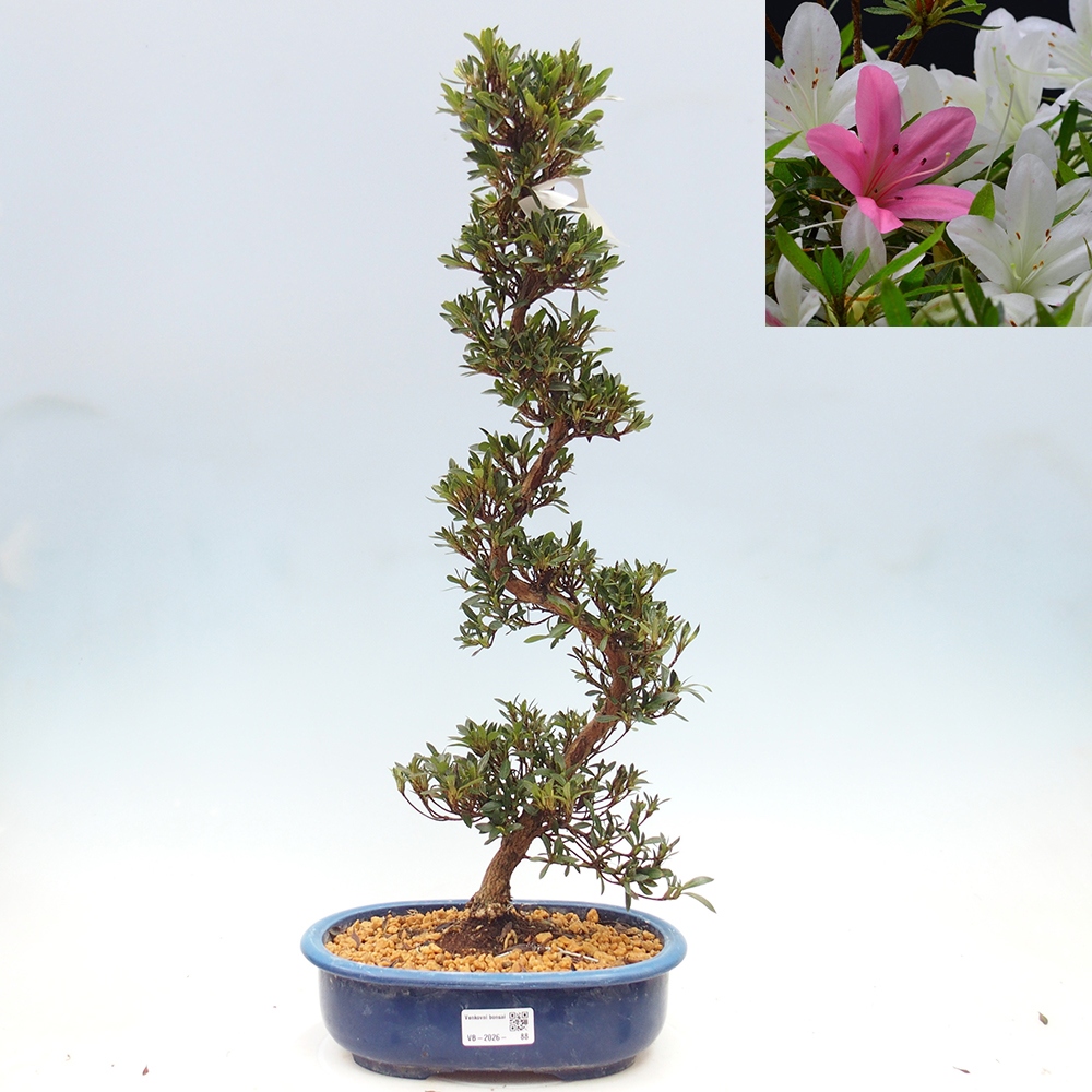 Bonsai da esterno - Azalea giapponese - Azalea Hakurin