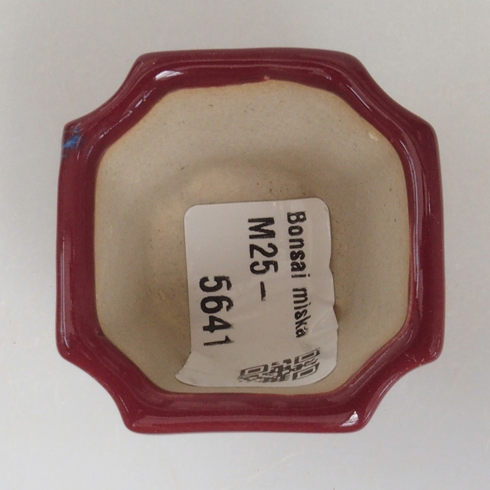 Mini bonsai 4 x 4 x 4 cm, bordeaux