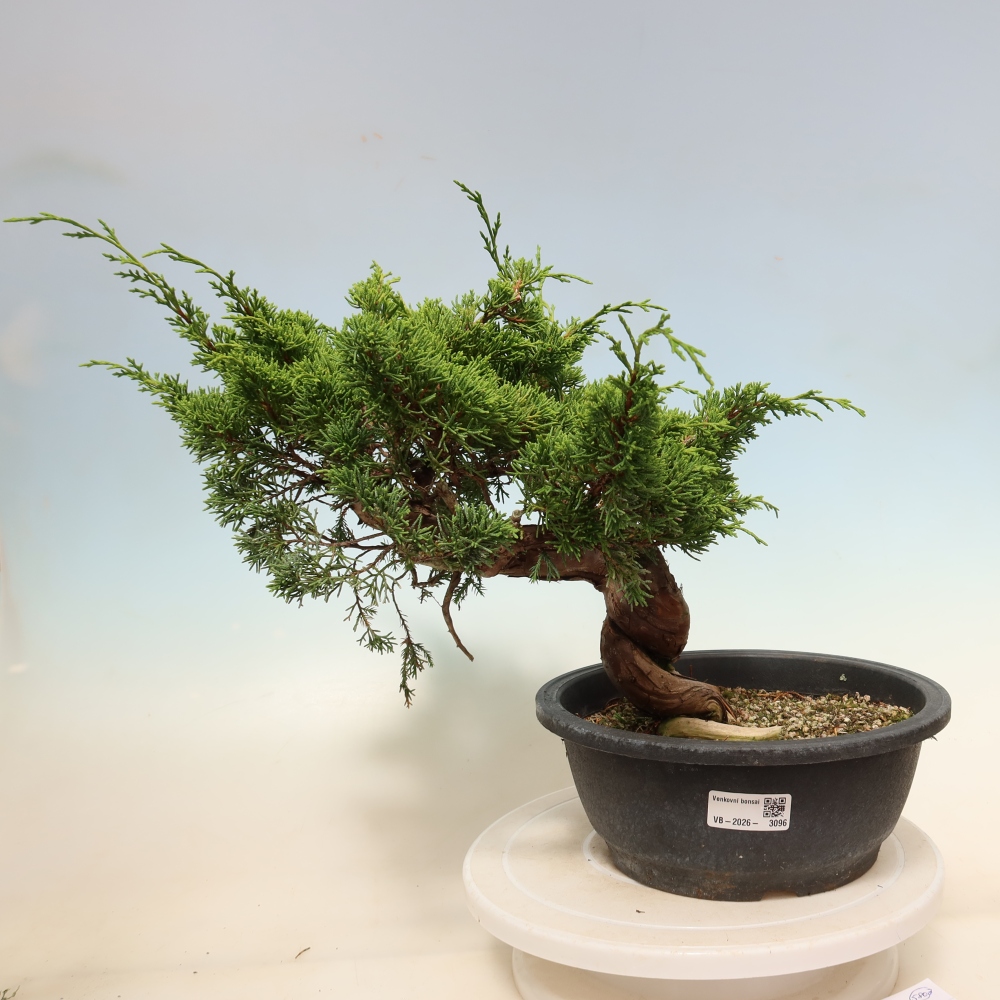 Bonsai da esterno - Juniperus chinensis Itoigawa-Juniperus chinensis