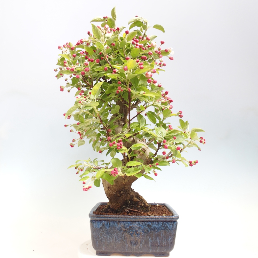 Bonsai da esterno -Malus halliana - Melo a frutto piccolo