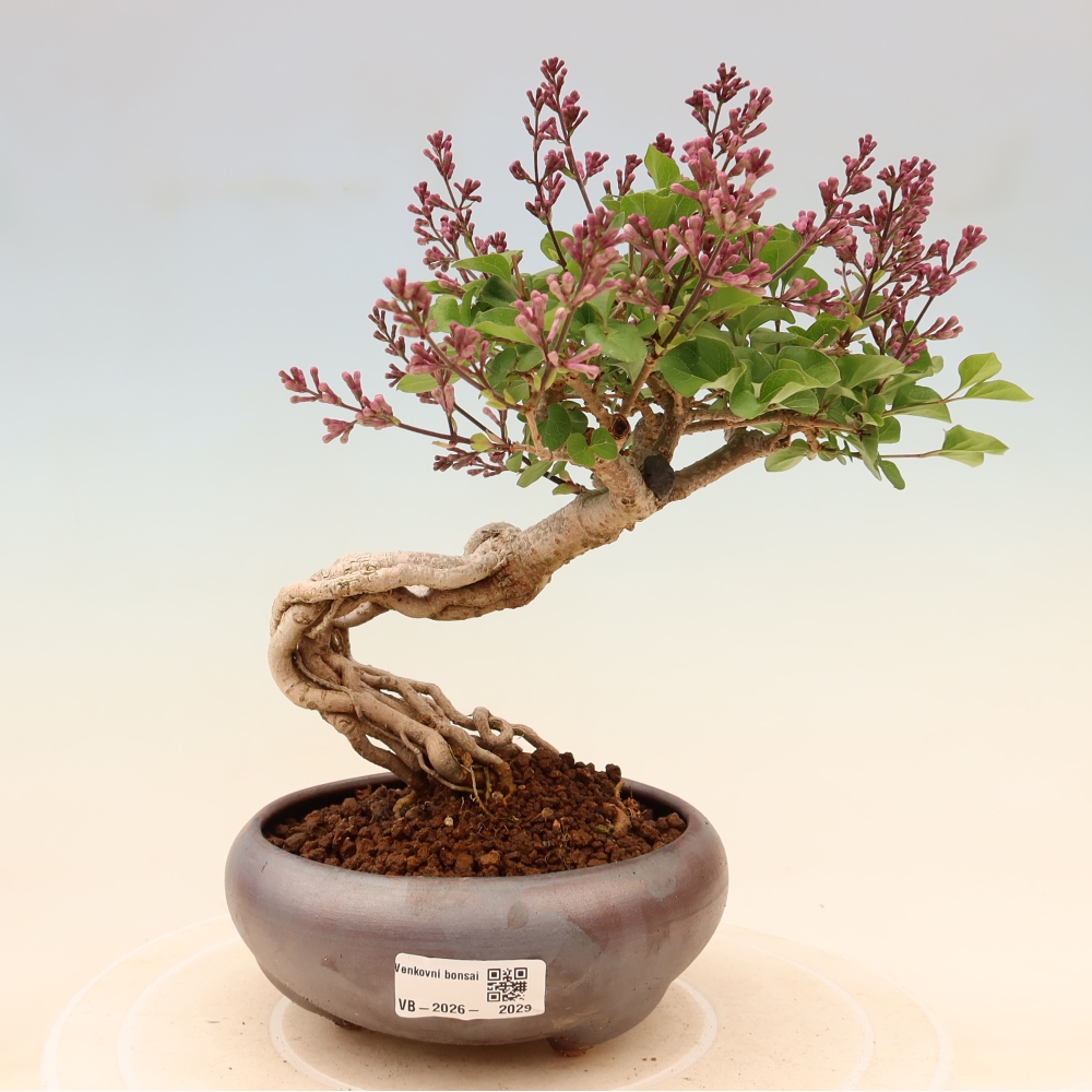 Bonsai da esterno - Syringa microphylla - lillà a fiore piccolo