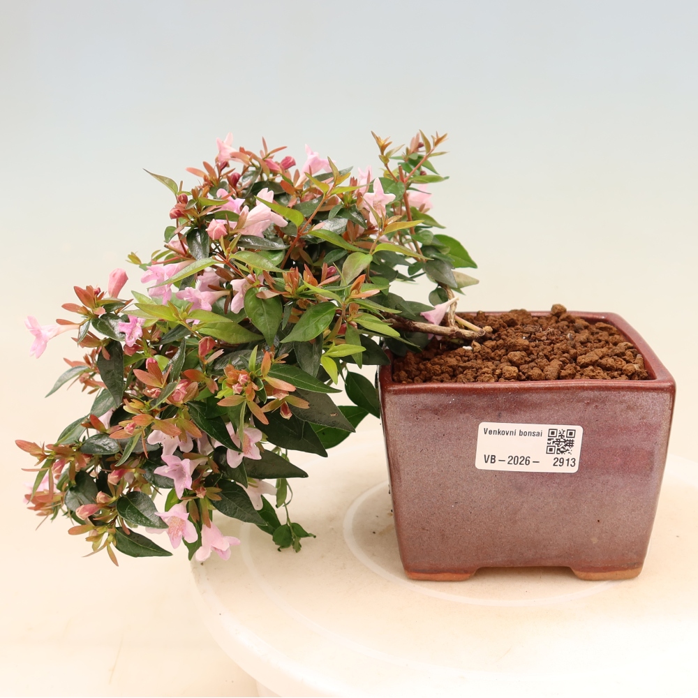 Bonsai da esterno - Abelia Edward Goucher - Abelia a fiore grande
