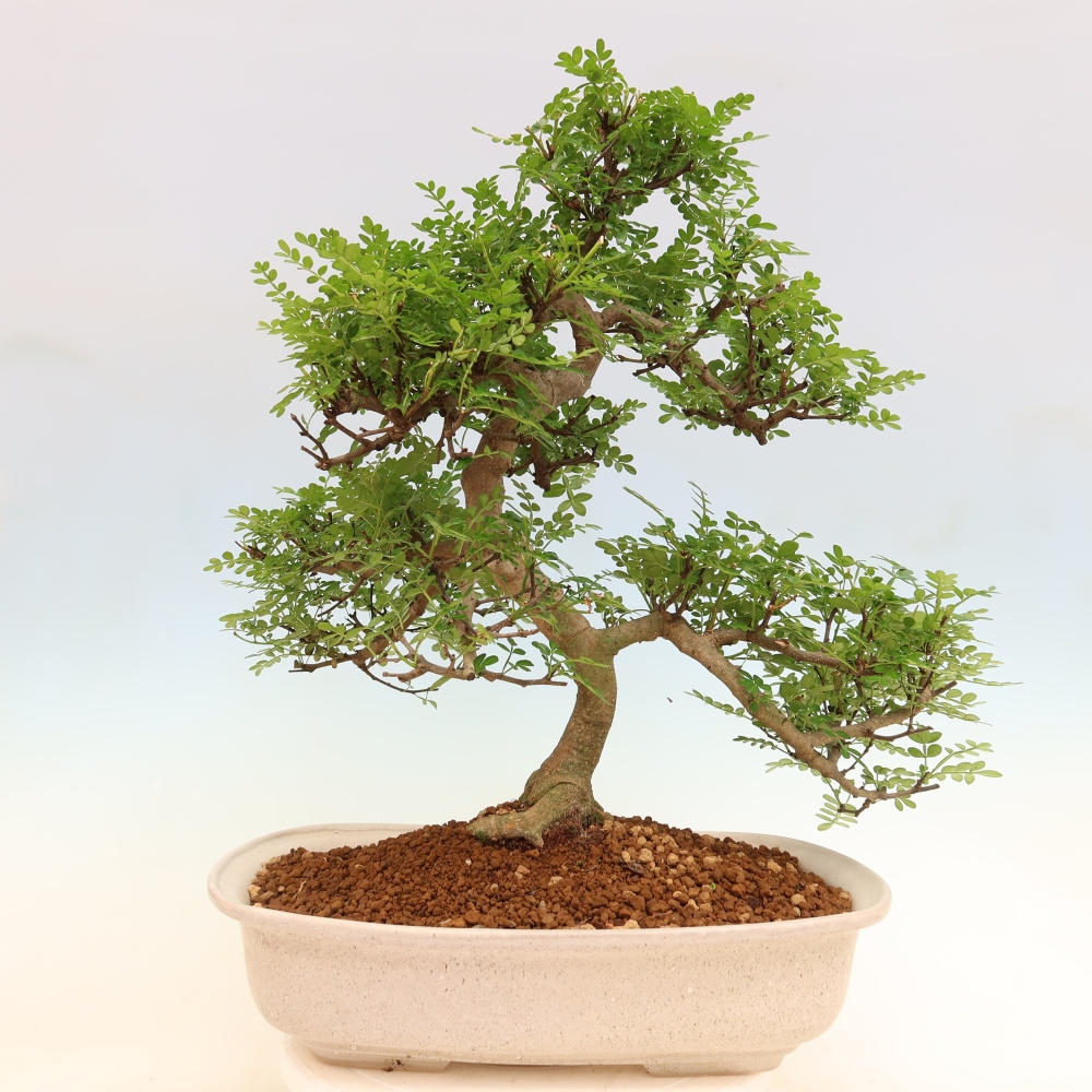 Camera bonsai - Zantoxylum piperitum - albero del pepe