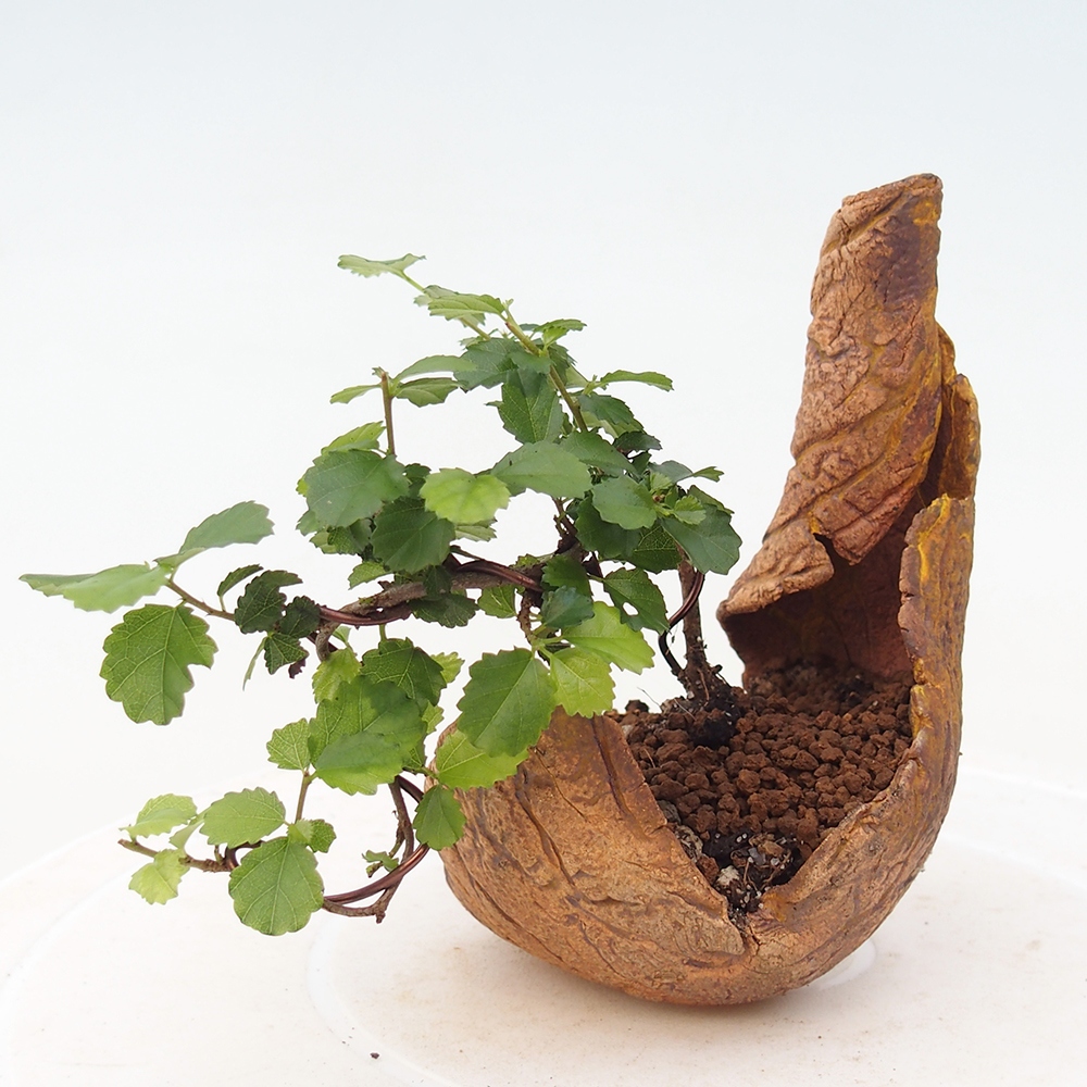 Camera bonsai - Grewia sp. - Grewia malafolia