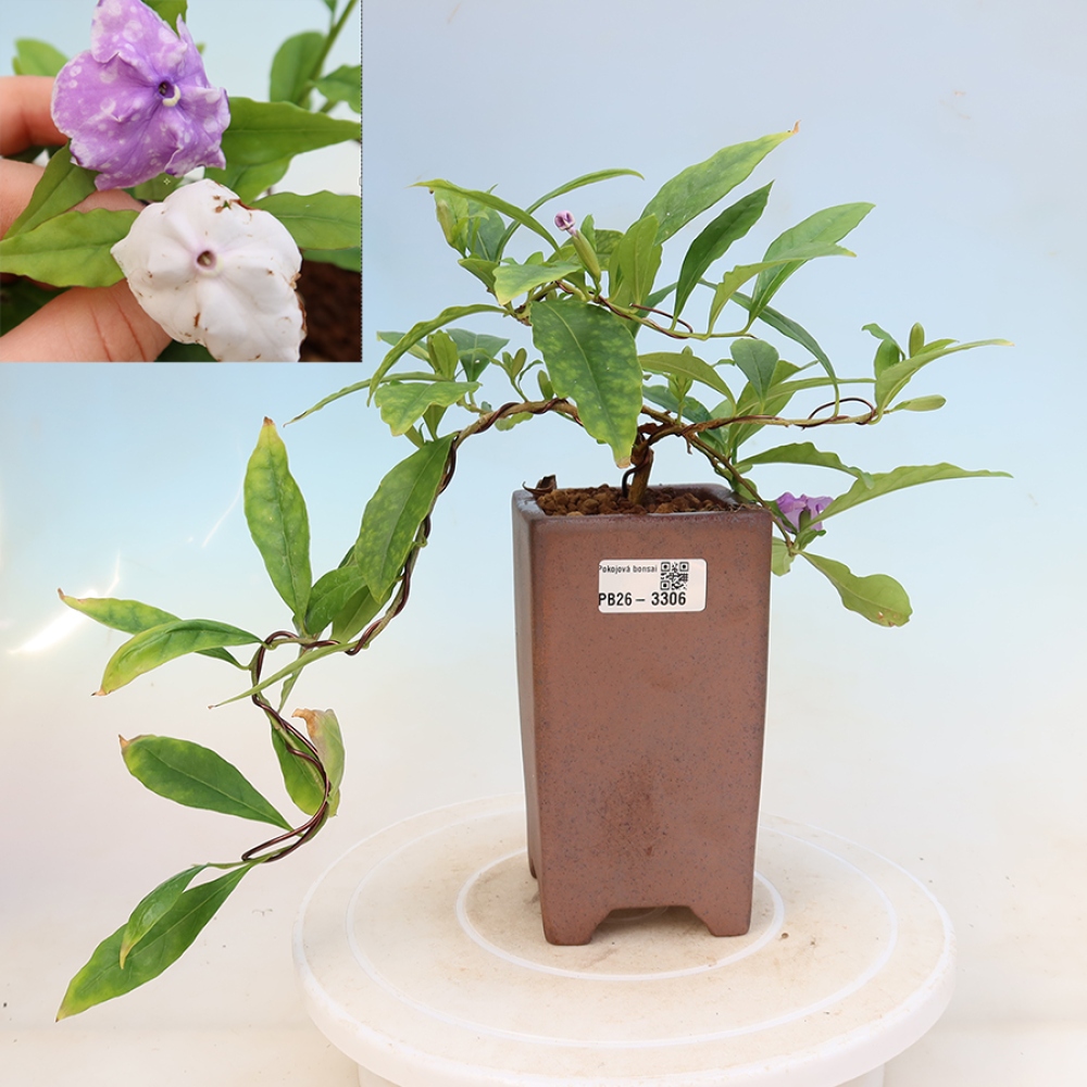 Bonsai da interno - Tanaman melati costa - Brunfelsia