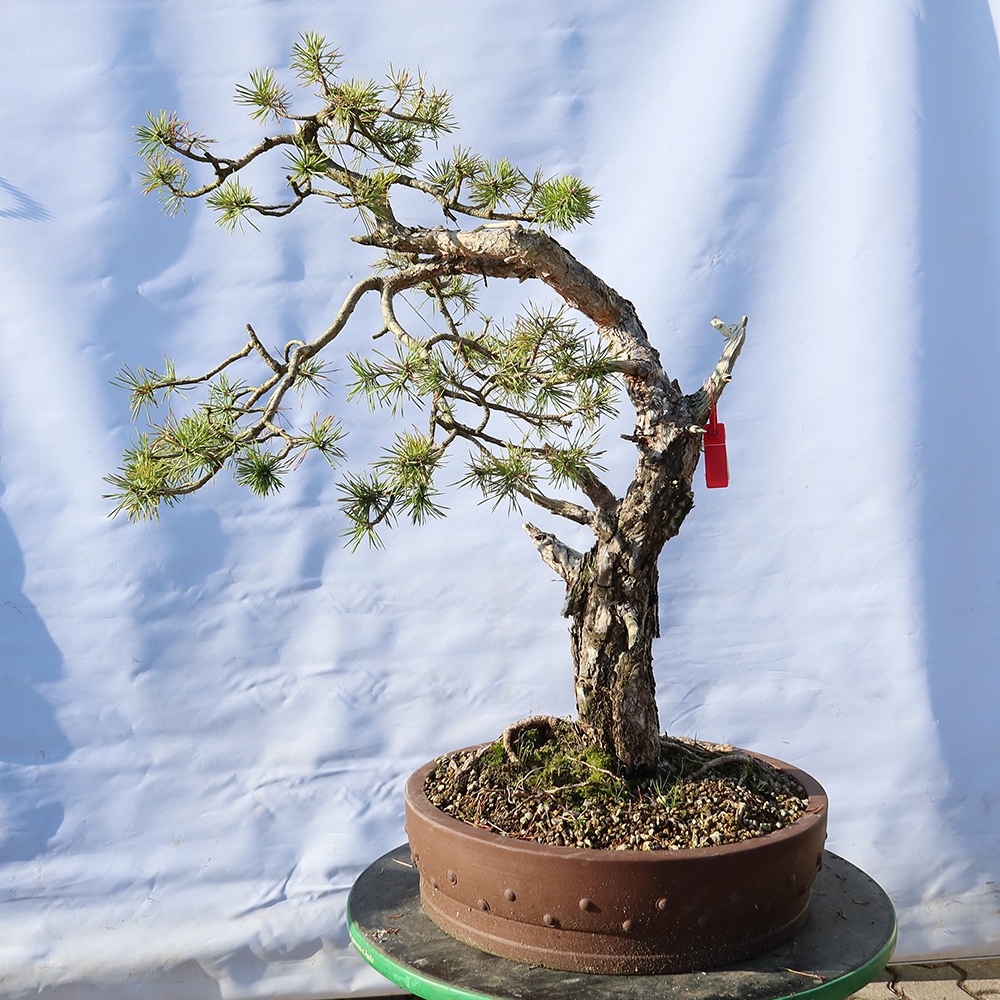 Pinus sylvestris Spagna - pino silvestre