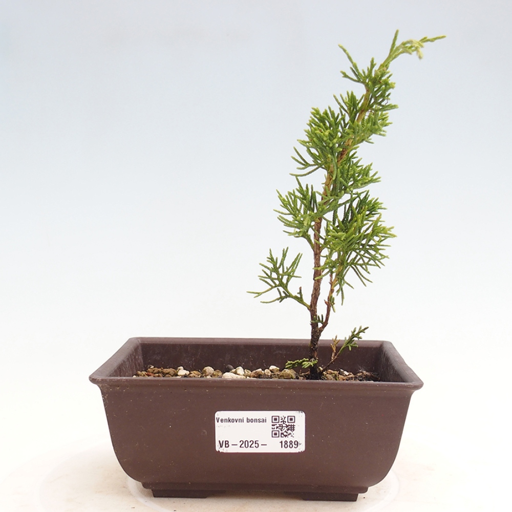 Bonsai da esterno - Juniperus chinensis Itoigawa