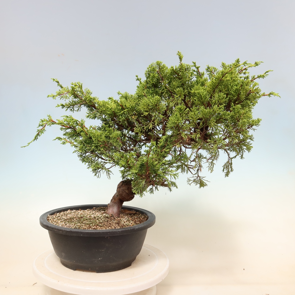 Bonsai da esterno - Juniperus chinensis Itoigawa-Juniperus chinensis