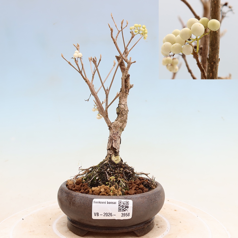 Bonsai da esterno - Callicarpa bodinieri Snowqueen - Callicarpa