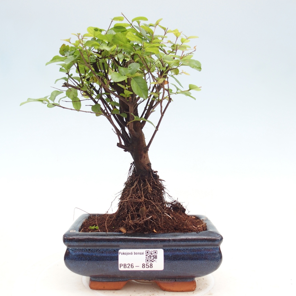 Camera bonsai - Sageretia thea - Sageretia thea