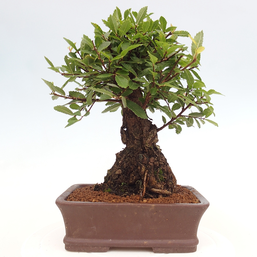 Bonsai da esterno - Zelkova - Zelkova NIRE
