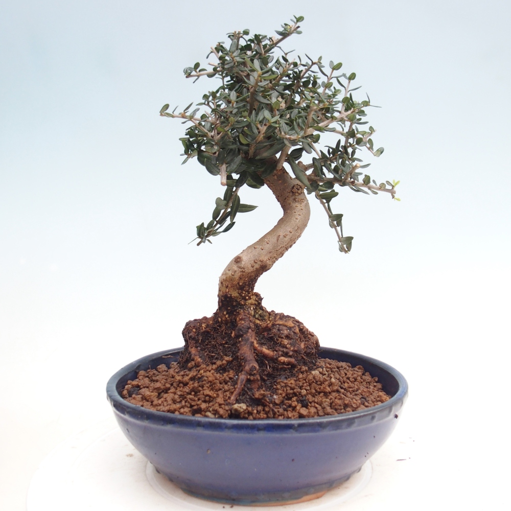 Bonsai da interno - Olea europaea sylvestris