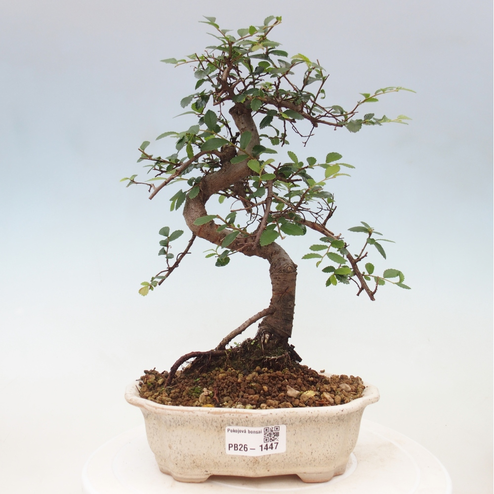 Camera bonsai - Ulmus parvifolia - Olmo a foglie piccole
