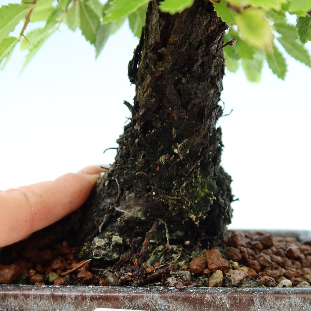 Bonsai da esterno - Zelkova - Zelkova NIRE