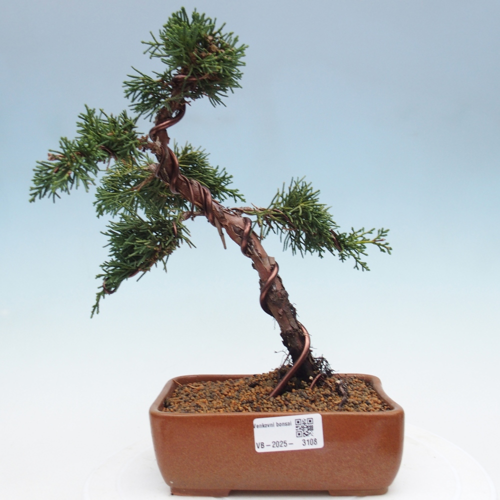 Bonsai da esterno - Juniperus chinensis Kishu