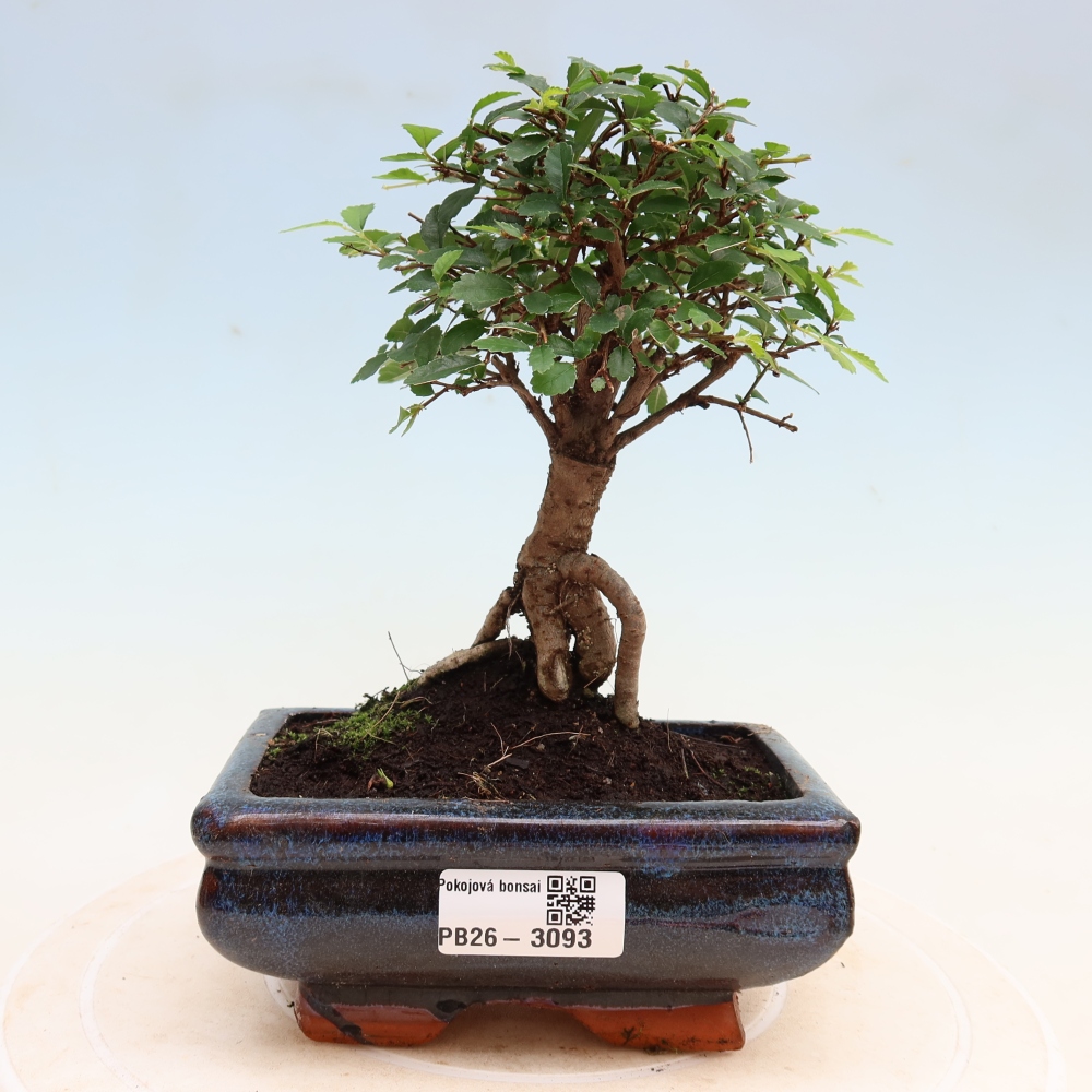 Camera bonsai - Ulmus parvifolia - Olmo a foglie piccole