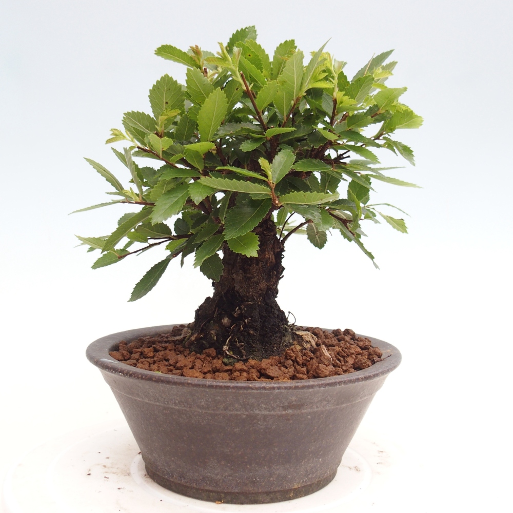 Bonsai da esterno - Zelkova - Zelkova NIRE