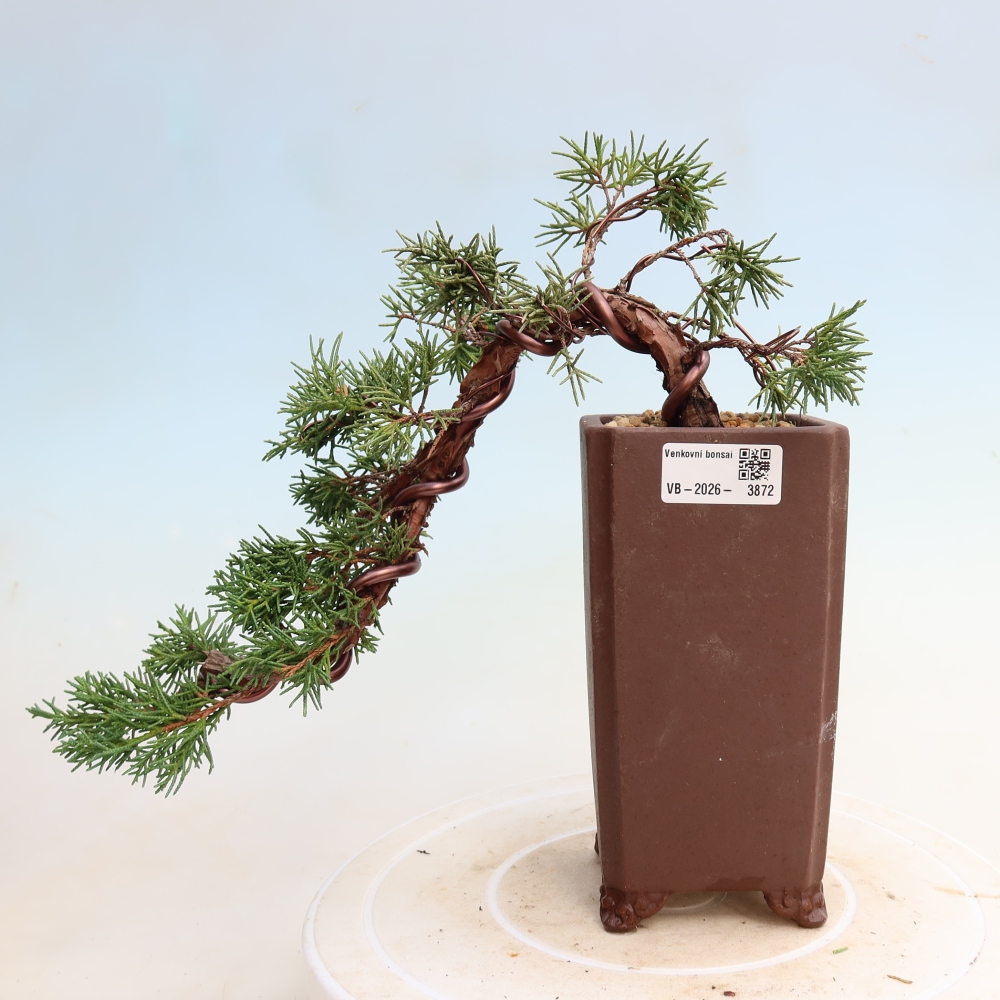 Bonsai da esterno - Juniperus chinensis Kishu