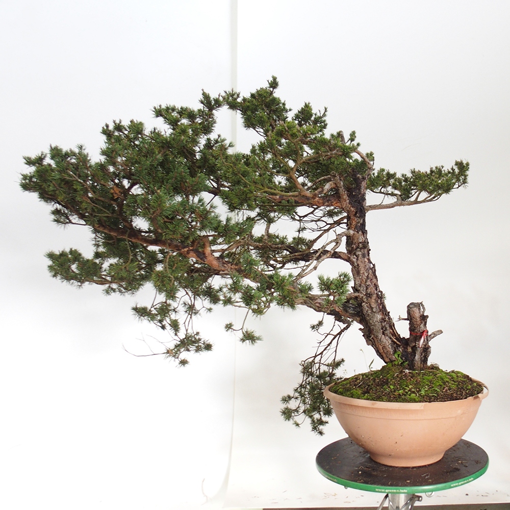 Yamadori - Pinus sylvestris Spagna