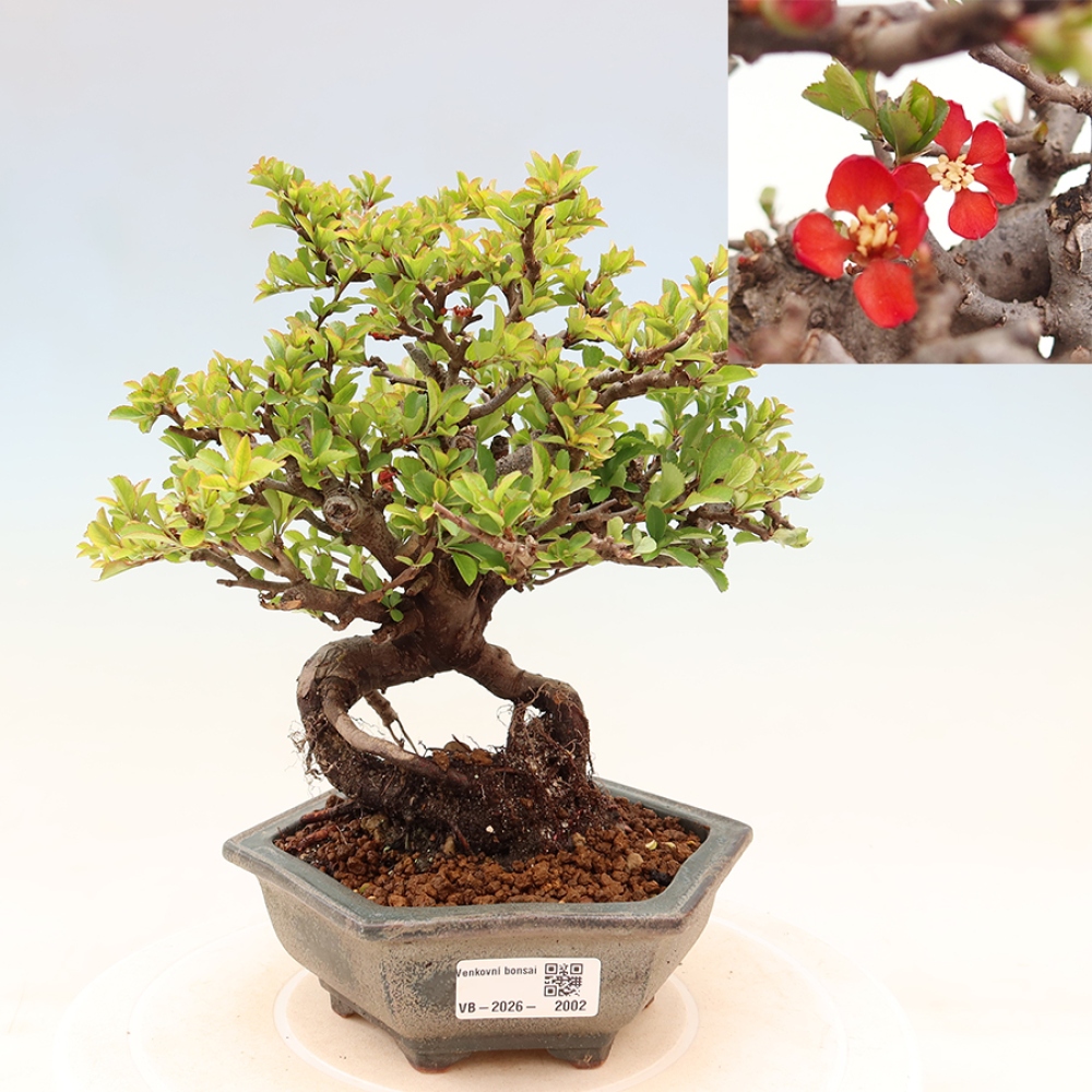 Bonsai da esterno - Chaneomeles speciosa Chojubai