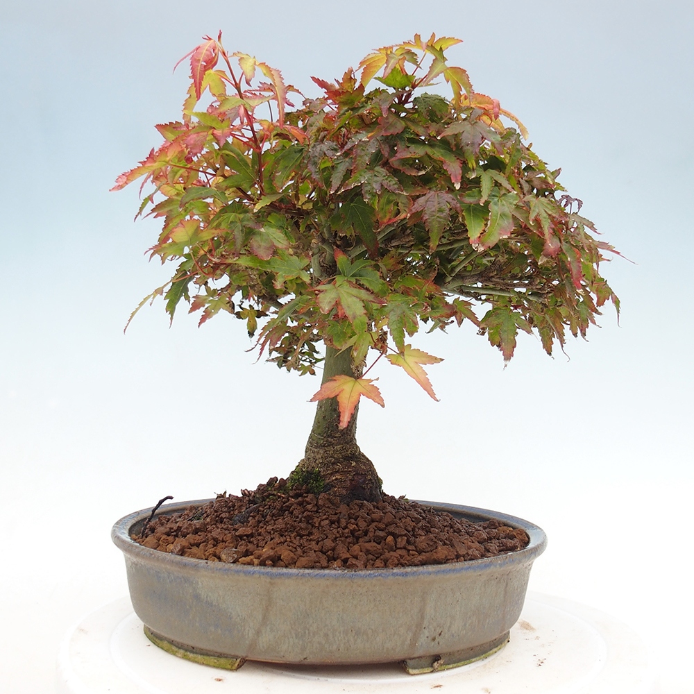 Acer palmatum KIOHIME - Acero palmato