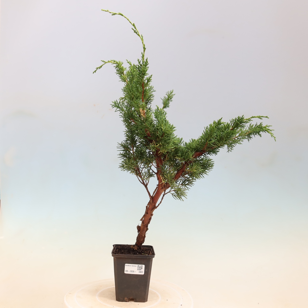 Bonsai da esterno - Juniperus chinensis Kishu