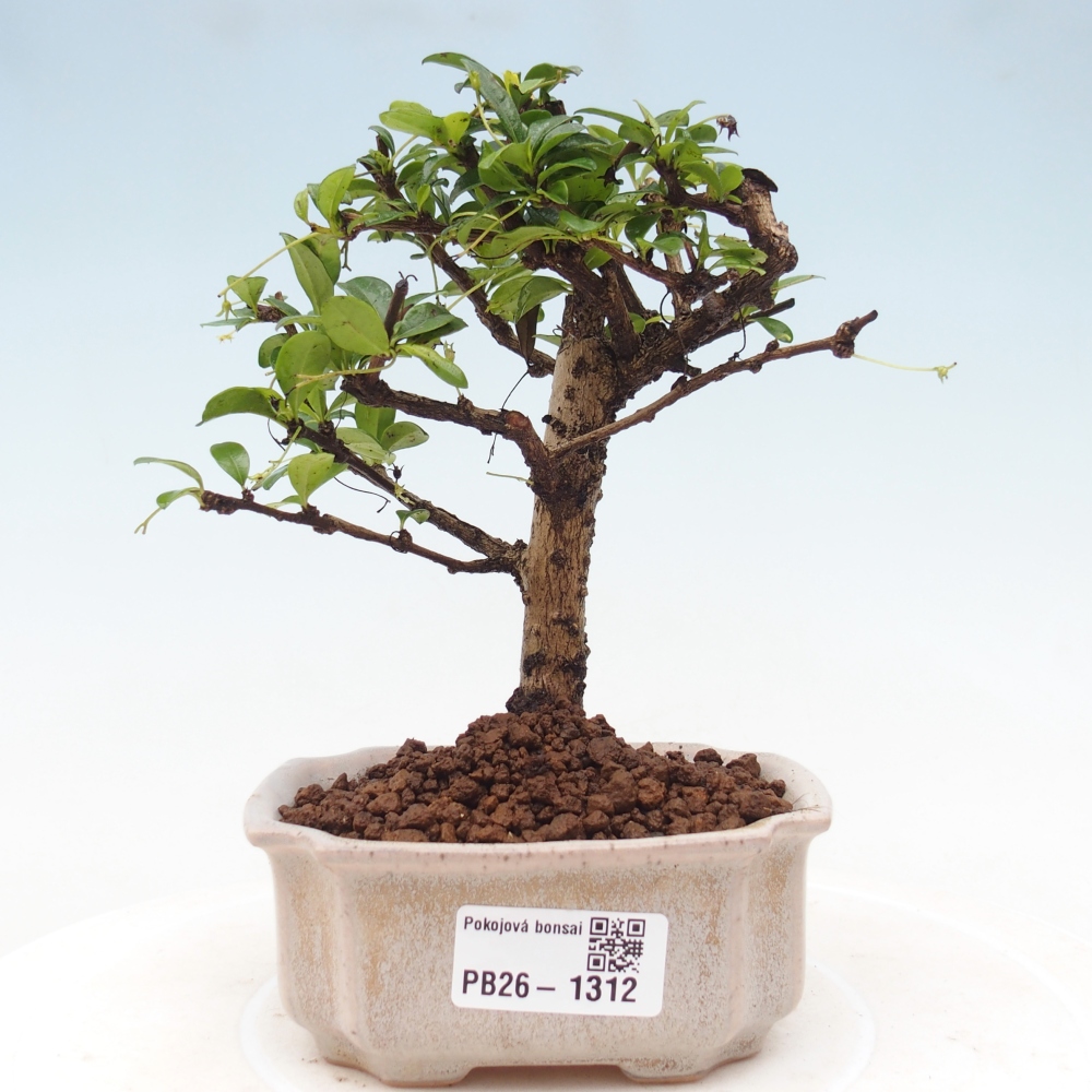 Camera bonsai - Carmona macrophylla - Tea fuki