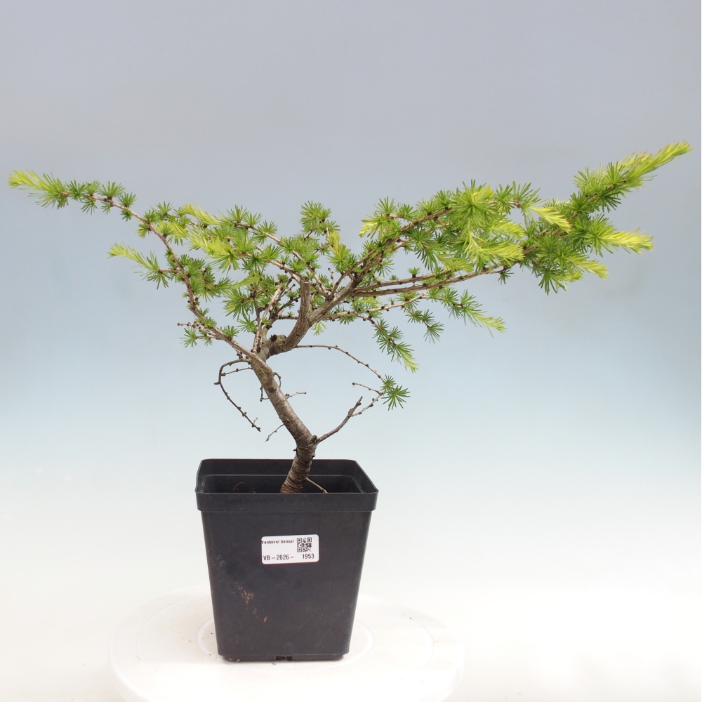 Bonsai da esterno -Larix decidua - Larice