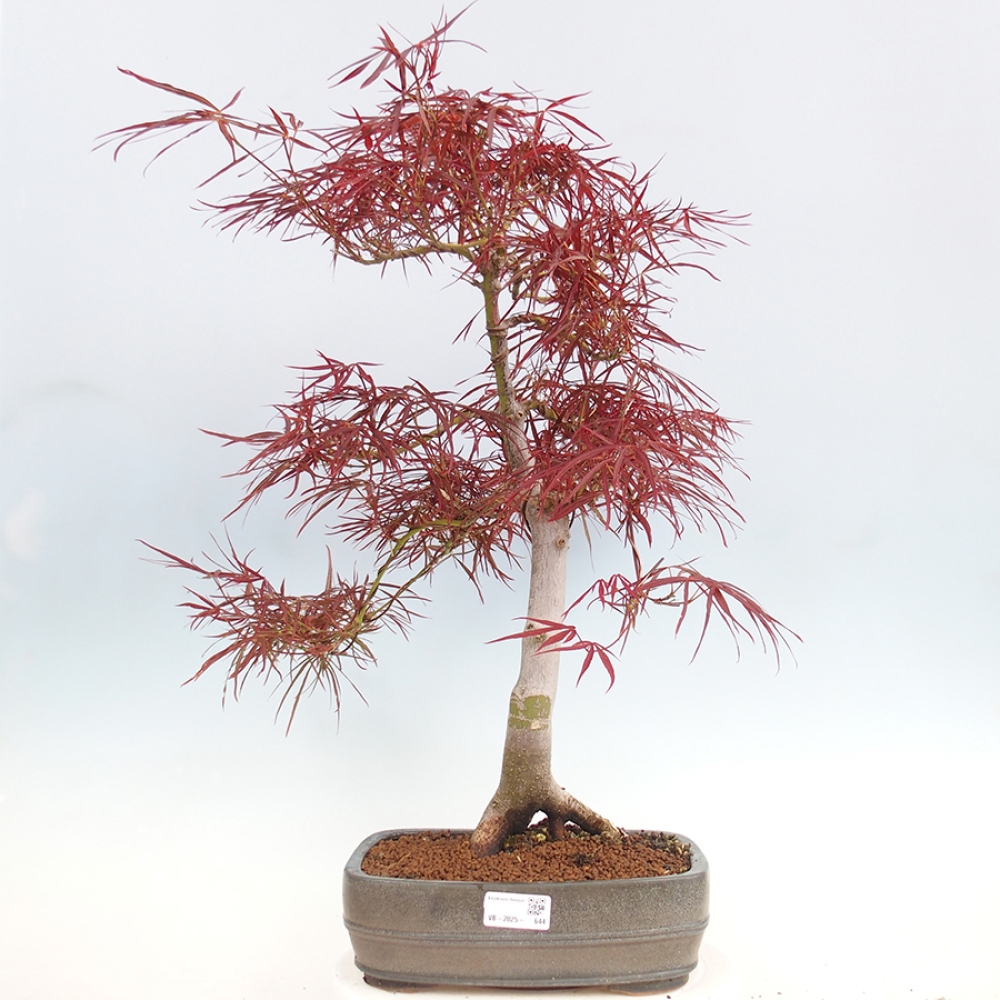 Bonsai da esterno - Acer palmatum RED PYGMY