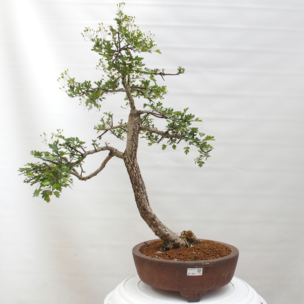 Bonsai da esterno - Biancospino - Crataegus monogyna