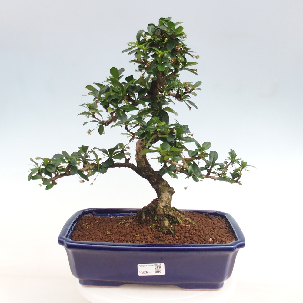 Camera bonsai - Carmona macrophylla - Tea fuki