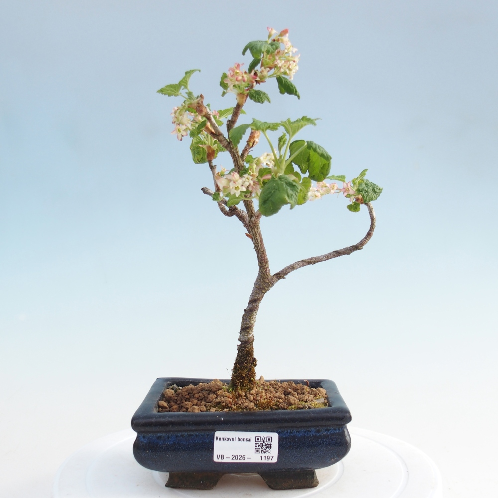 Bonsai da esterno - Ribes sanguneum