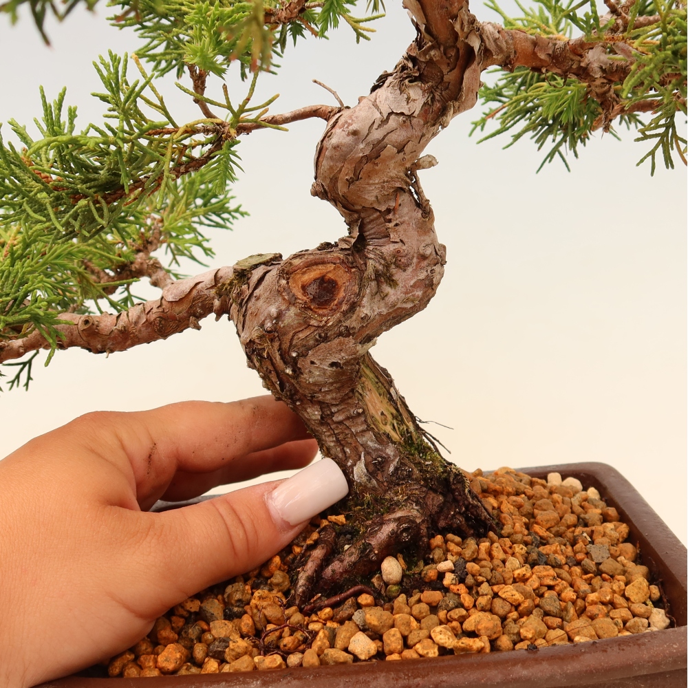 Bonsai da esterno - Juniperus chinensis Itoigawa