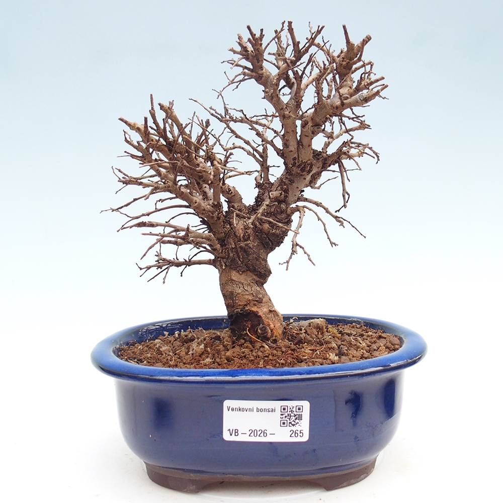 Bonsai da esterno - Zelkova - Zelkova NIRE